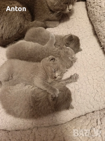 Британчета, снимка 8 - Британска късокосместа - 52557328