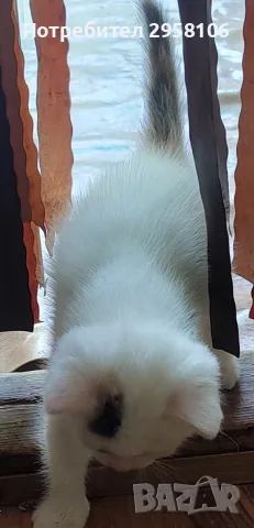 котенца търсят дом, 3 мес., снимка 5 - Други - 55841425