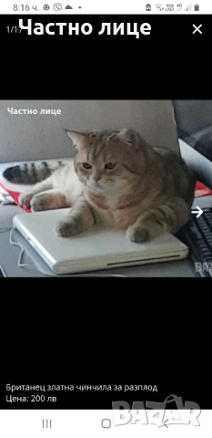 Шотландски котета златна чинчила, снимка 15 - Чинчили - 52030122