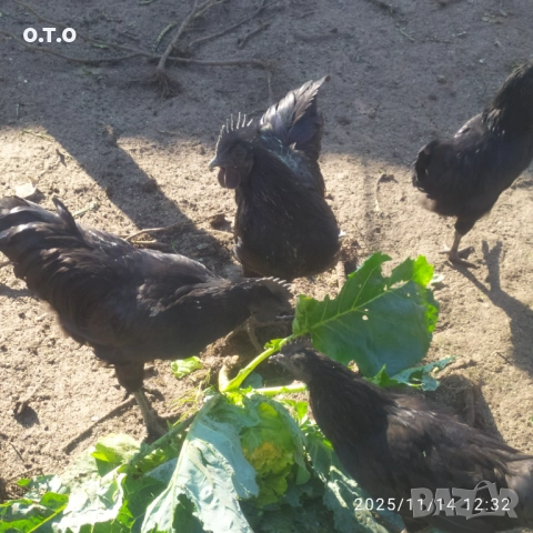 Петли Аям кемани!!, снимка 2 - Кокошки и пуйки - 52413422