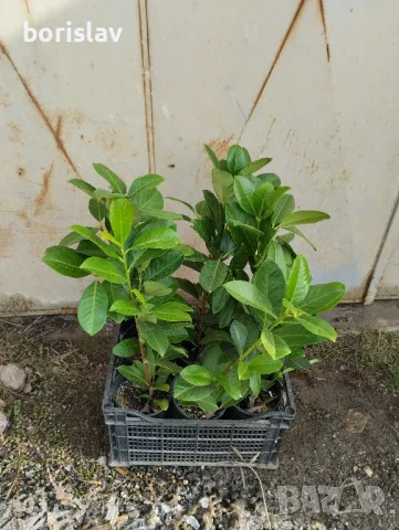 Лавровишна - жив плет