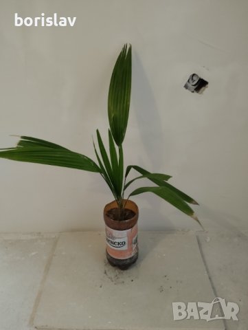 Палми Трахикарпус и Вашингтон, снимка 7 - Стайни растения - 14936682