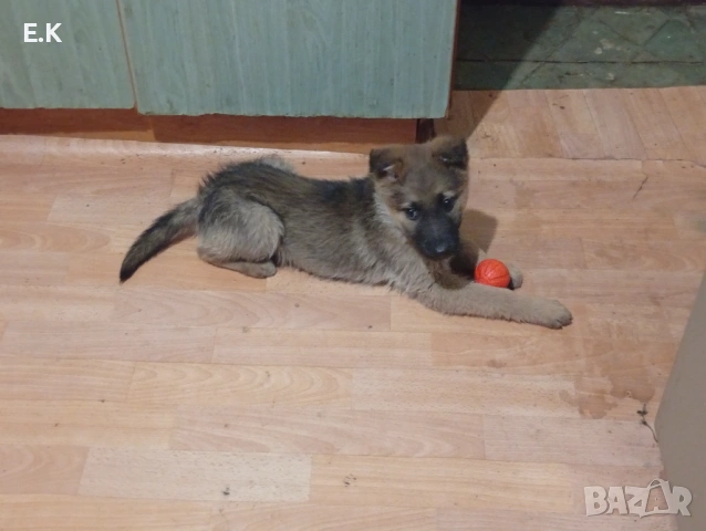 Немска овчарка женска 