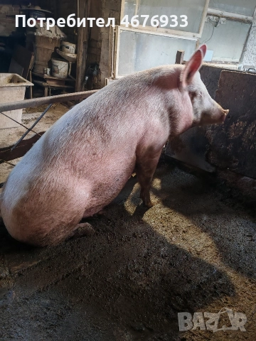 прясна сланина прасето е щавено пърлено два пъти както му е реда., снимка 5 - Прасета - 52776591