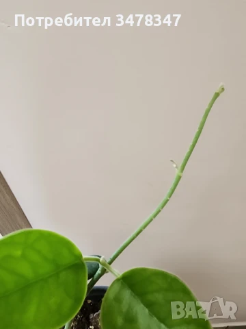Хоя Lauterbachii, снимка 3 - Стайни растения - 50673231
