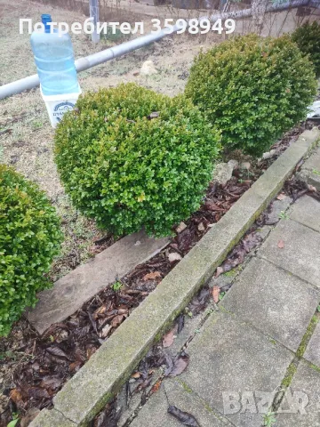 Продавам ЧЕМШИР 55лв, снимка 2 - Градински цветя и растения - 48917026