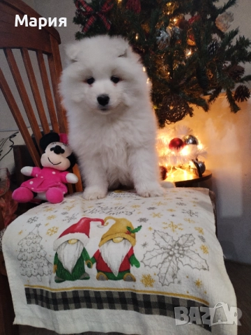 Прекрасно женско самоедче