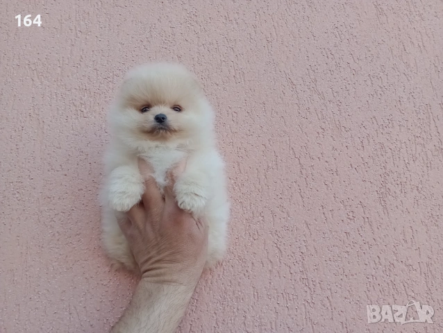 Женски Померан. Реални снимки!, снимка 5 - Померан - 54142046