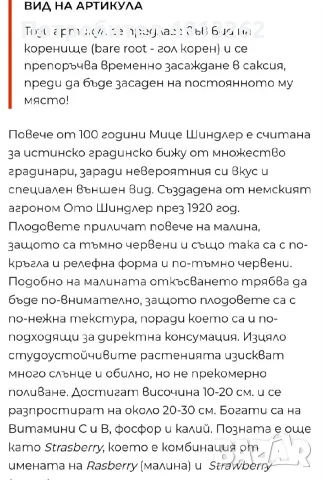 Стар, градински сорт ягоди МИЦЕ ШИНДЛЕР, снимка 2 - Разсади - 56259192