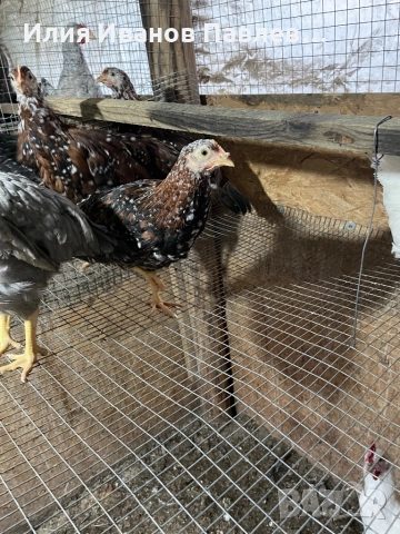 Яйца за люпене крем легбар и др., снимка 7 - други­ - 49709163