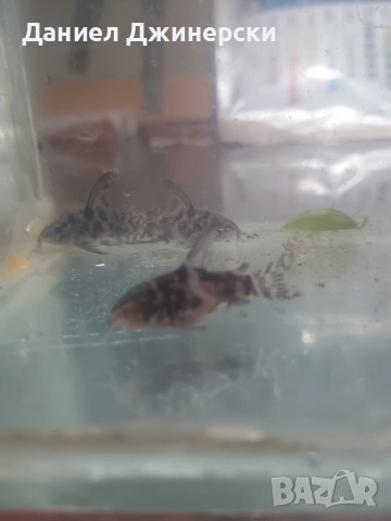 сом Коридорас (тигрово сомче)