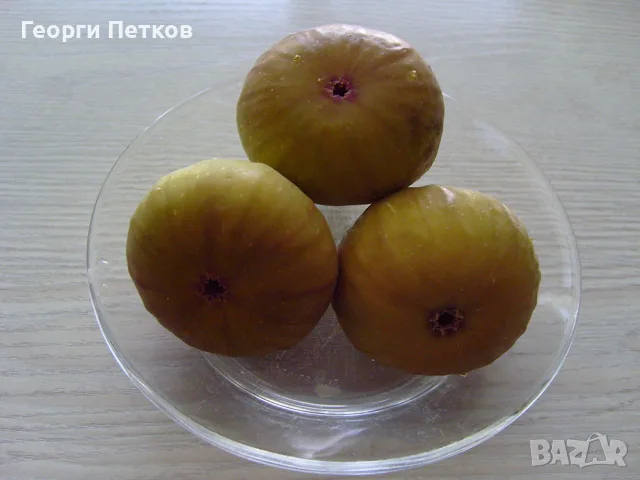 Смокини разсад в кофичка., снимка 9 - Градински цветя и растения - 56493361