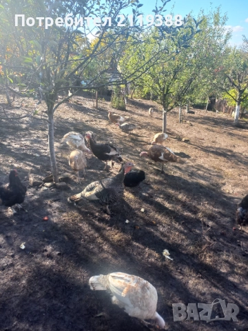 Пуйки на 6.месеца, снимка 7 - Кокошки и пуйки - 52105351