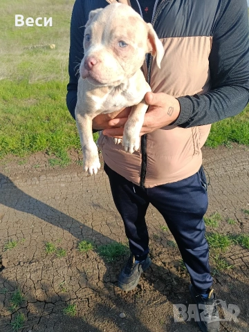 Американски булита стандарт 