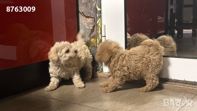 Пудел той, снимка 4 - Пудели - 54230934