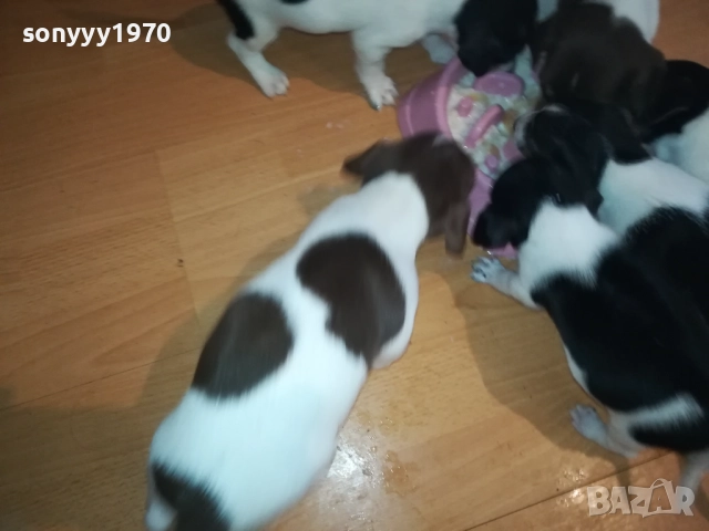 ДЖАК РЪСЕЛ-250ЛВ ЗА КУЧЕНЦЕ 1909250859, снимка 15 - Джак ръсел териер - 51764637