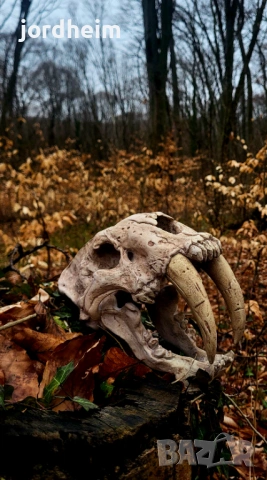 3D фентъзи черепи. 3D Fantasy realistic skulls dark fantasy, снимка 12 - Декорация за дома - 53940500