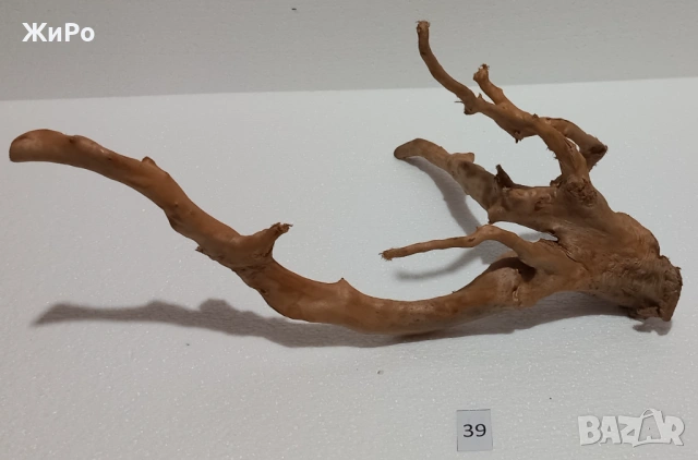 Корен от Азалия /декорация/ 39