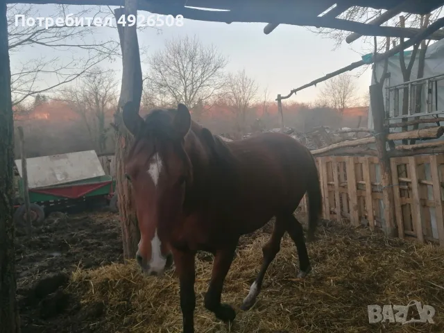 ПРОДАВАМЕ ЕЛИТЕН ЖРЕБЕЦ ЧИСТОКРЪВЕН ЧИСТОПОРОДЕН, 5800 Е, снимка 3 - Кокошки и пуйки - 55768235