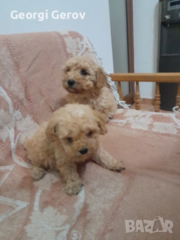 Продавам мини пудели , снимка 1 - Пудели - 52876796