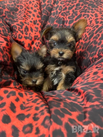 Мини йоркширски териер , снимка 1