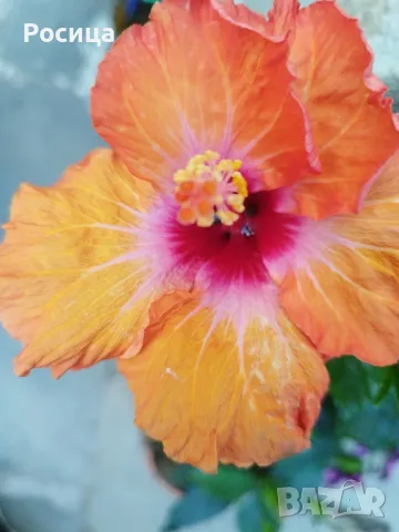 китайска роза , снимка 1