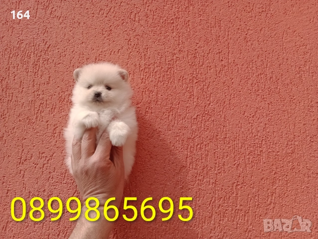 Померани. Реални снимки от 29.03.26 г. , снимка 4 - Померан - 54015787