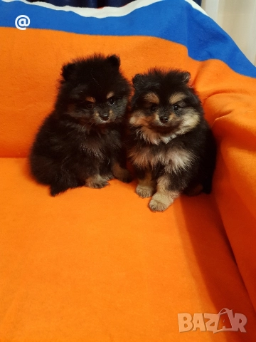 Померан померанчета свободни Гр София, снимка 11 - Померан - 52967032