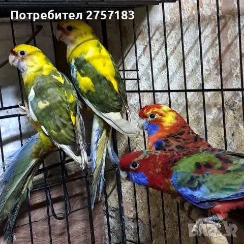 продавам пенантови розели и страка, снимка 4 - Папагали - 53897872