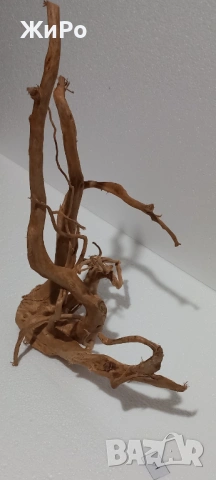 Корен от Азалия /декорация/ 1, снимка 3 - Други - 49874536