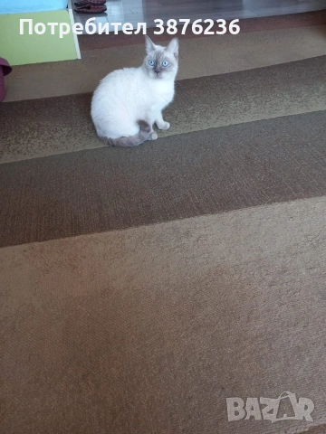 Колор пойнт, снимка 6 - Други - 52677006