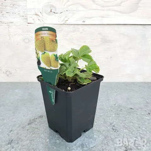 Жълта горска Ягода 🍓, снимка 6 - Разсади - 49491757