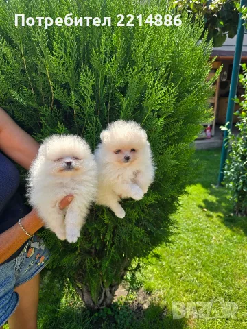 Померани   бяли 