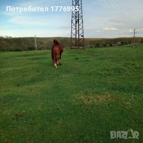 Продавам жребец, снимка 2 - Коне - 54294994