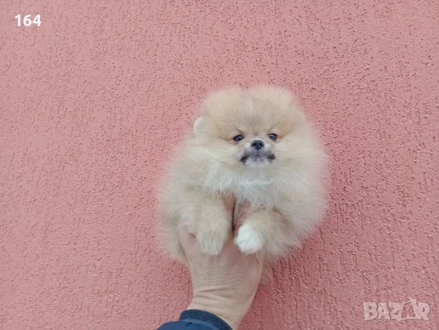 Мъжки и женски Померани. Реални снимки от 02.02.26 г. , снимка 7 - Померан - 53283839