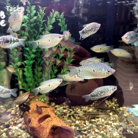 Трихогастер 5-6см