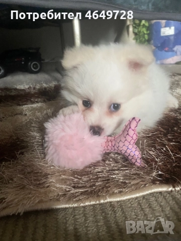 Померан, снимка 2 - Померан - 52395867