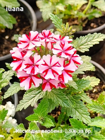 Продавам различни видове цветя