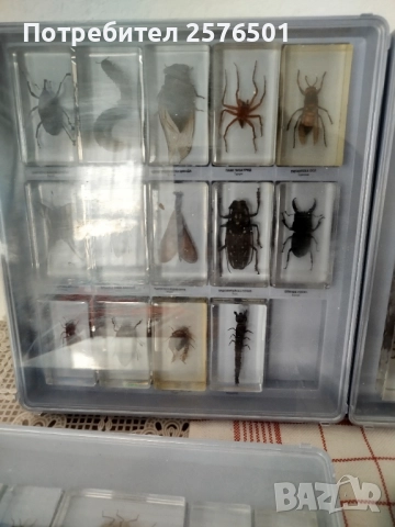 Истински буболечки и чудновати животинки, снимка 2 - Други - 52686624