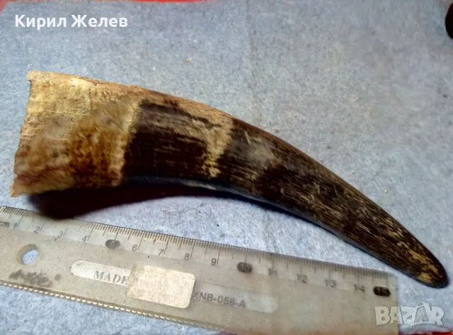 Стар БИВОЛСКИ ГОВЕЖДИ РОГ За ТЕМАТИЧНА УКРАСА КОЛЕКЦИЯ ДОМАШНА ДЕКОРАЦИЯ 47830, снимка 3 - Други ценни предмети - 47971906