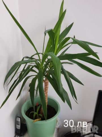 Стайни цветя в саксии, снимка 11 - Стайни растения - 33680701