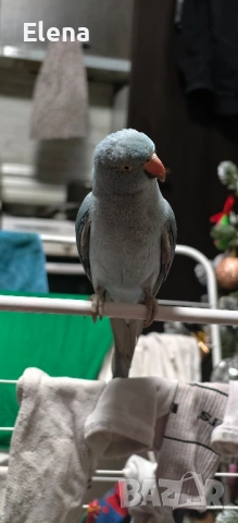 Папагал Александър, снимка 2 - Папагали - 53174997