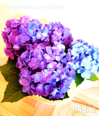 Декоративно цвете Хортензия