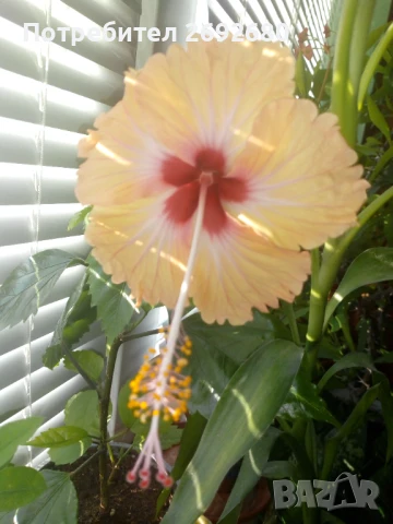 Китайска роза/хибискус/видове/стайно растение , снимка 2 - Стайни растения - 51079081