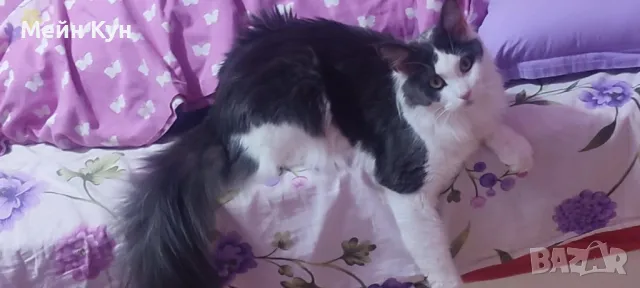 Търсим мъжки Мейн Кун с родословие, снимка 2 - Търси партньор - 44899104