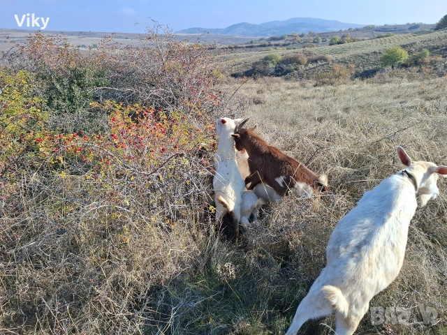 натурално козе мляко, снимка 2 - Кози - 54155661