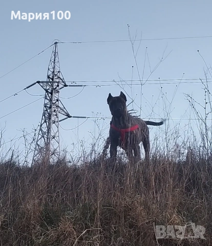 Бриса Канарио Press Canario 