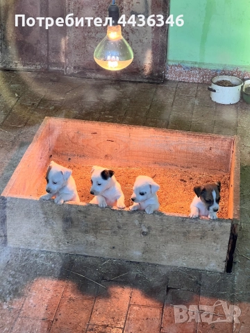 Продавам Джак Ръсел Териер, снимка 4 - Джак ръсел териер - 52775604