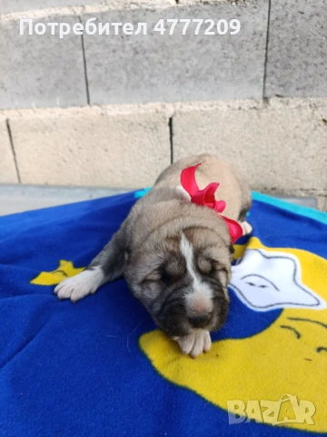 САО-АЛАБАЙ , снимка 7 - Други - 53970670