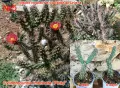 Градински студоустойчиви кактуси, снимка 11